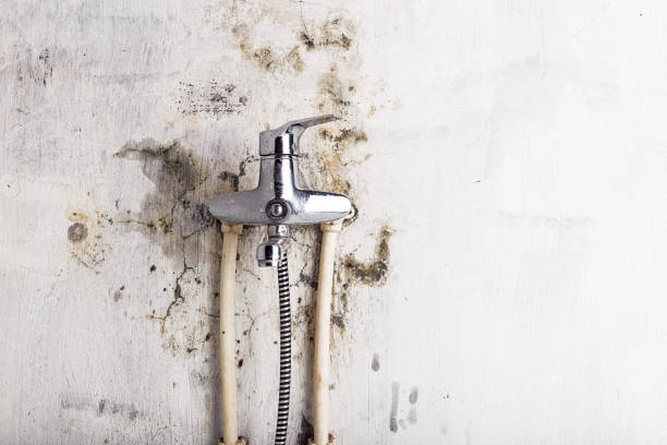 Best Mold Testing  in Powell, AL