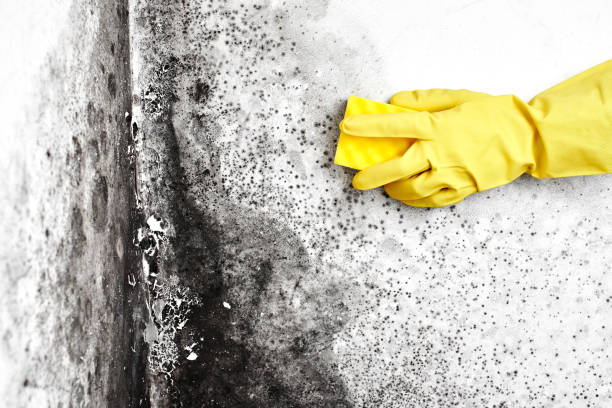 Professional Mold Removal in Powell, AL