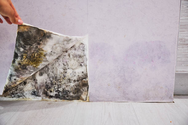 Best Professional Mold Removal  in Powell, AL